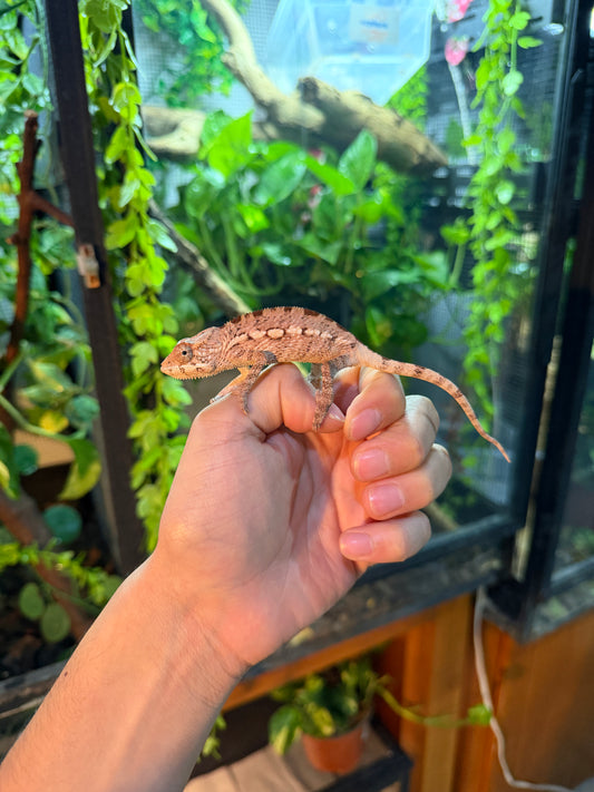 Camaleón pantera (Furcifer pardalis) hembra juvenil