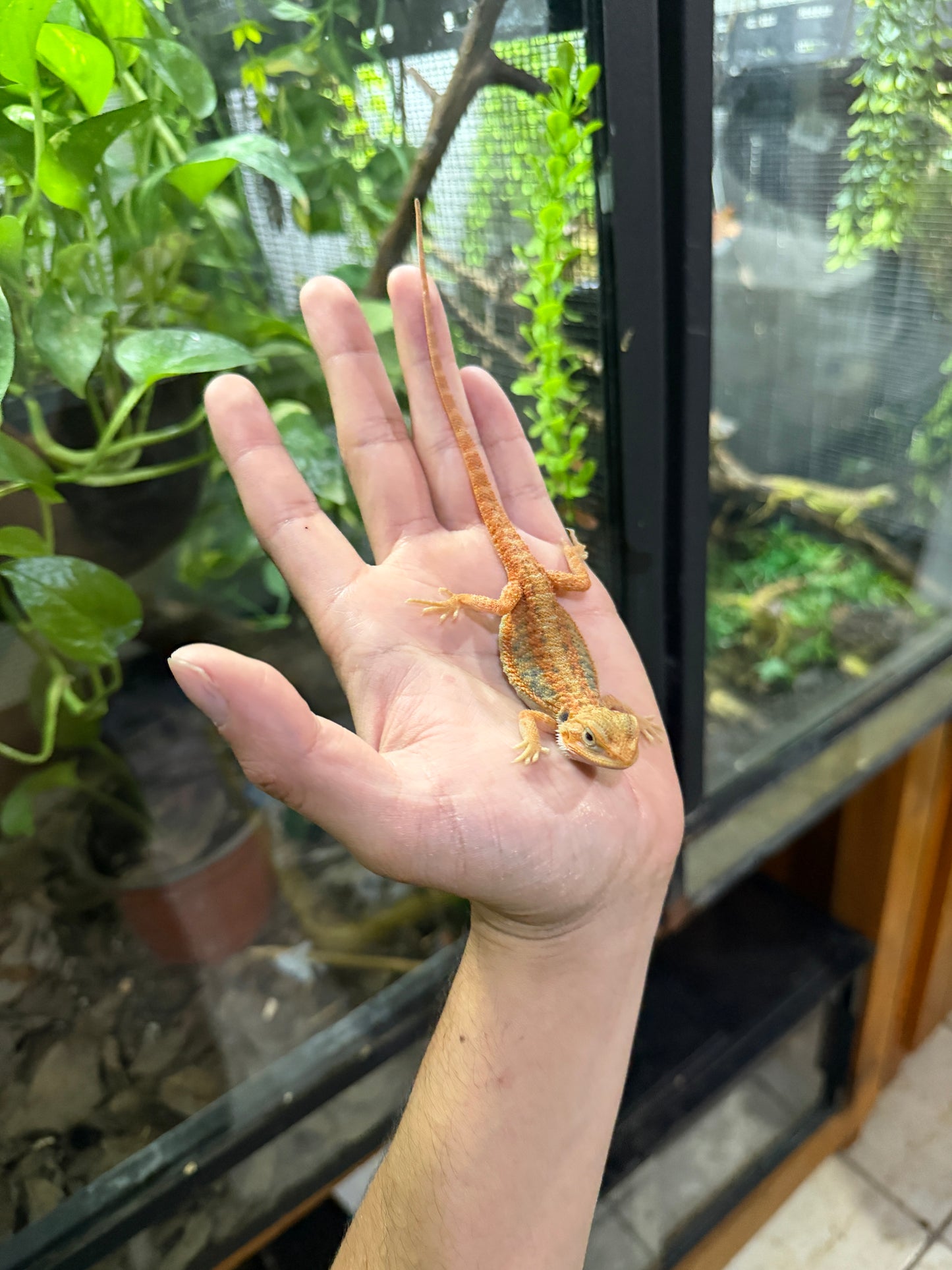 Dragón barbudo rojizo HYPO blue bars