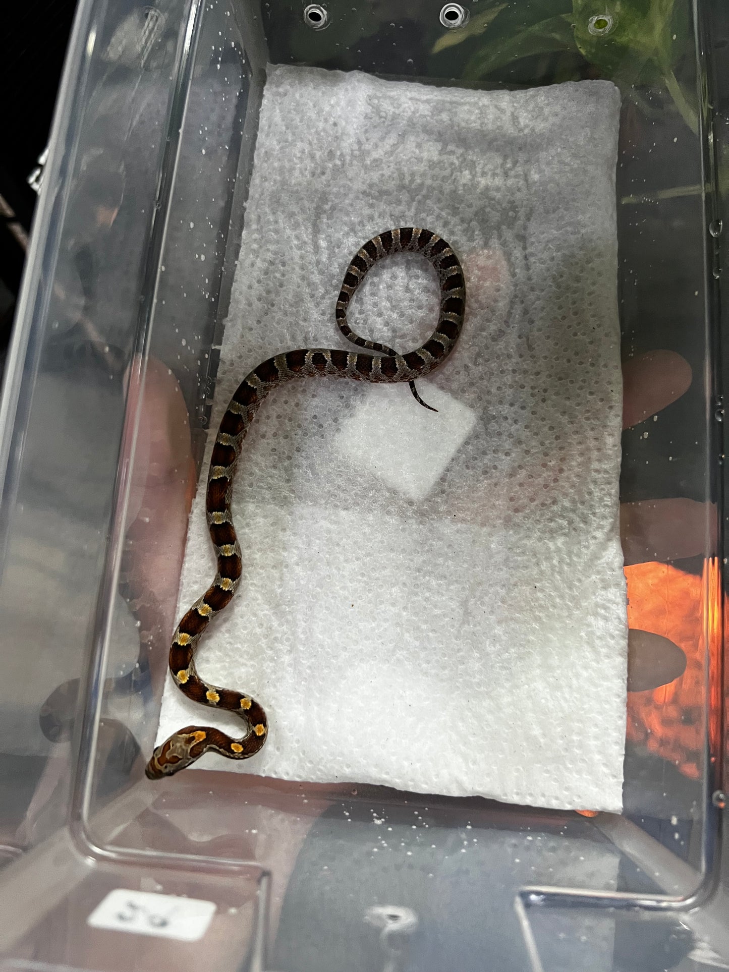 SERPIENTE MAICERA NOMINAL MACHO 29