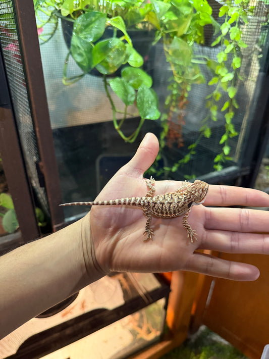 DRAGÓN BARBUDO HYPO 5 (PUNTA DE COLA MORDIDA, LE VOLVERÁ A CRECER)