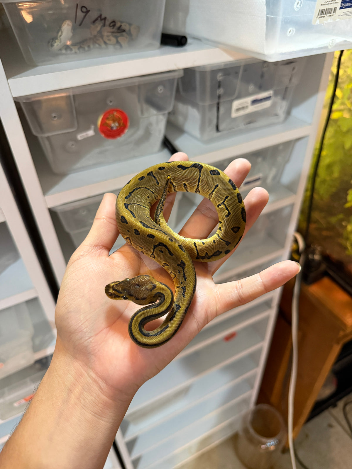 PITÓN BOLA ENCHI PINSTRIPE HEMBRA 10-04