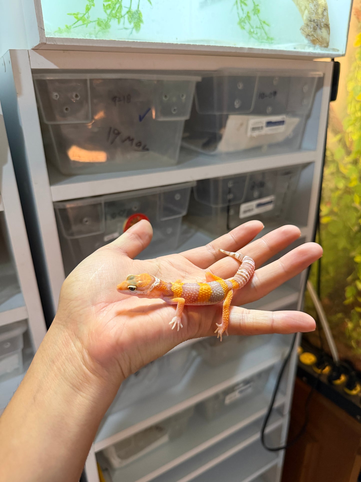 GECKO LEOPARDO RAINWATER MACHO 060
