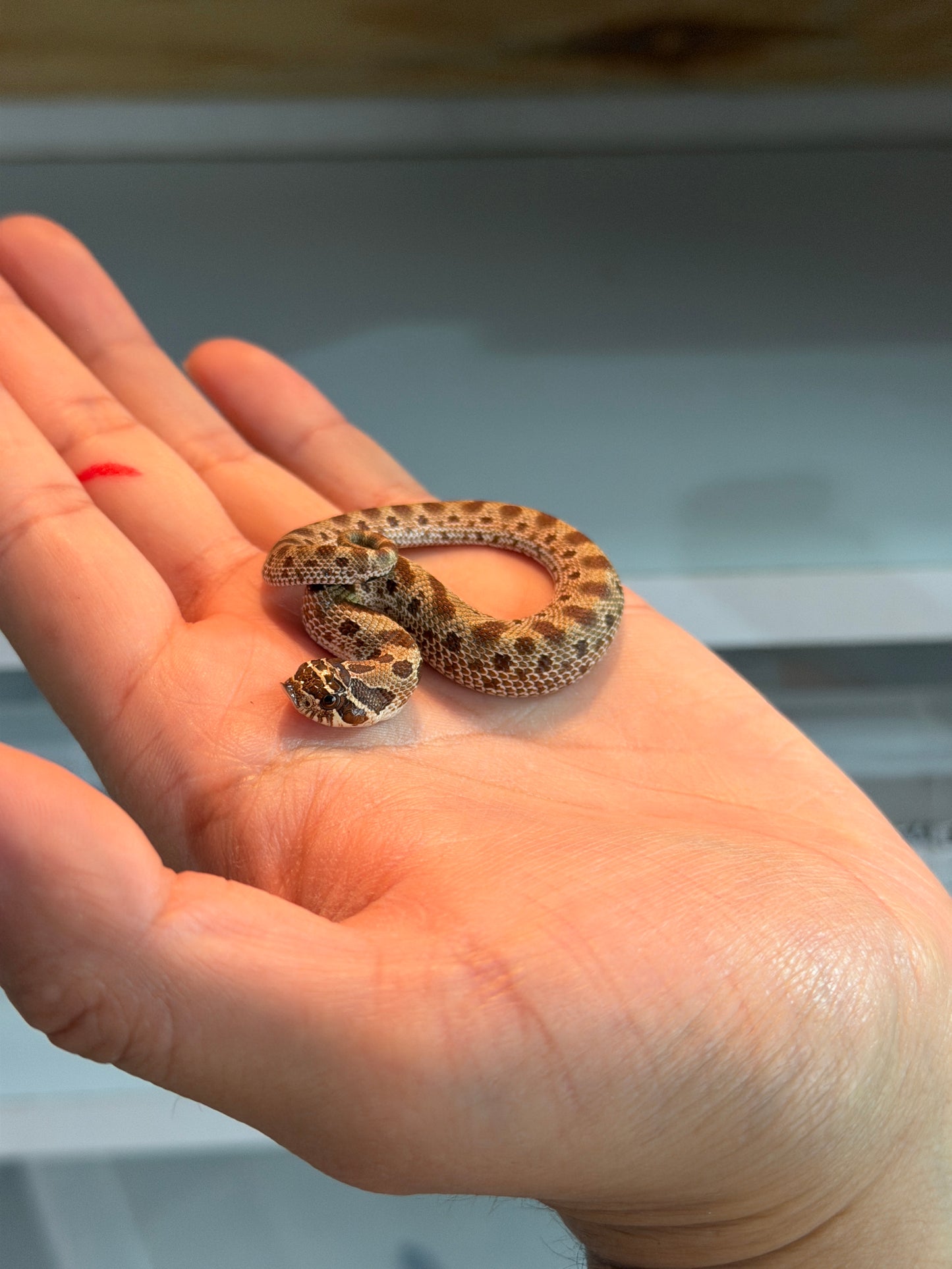 SERPIENTE NARIZ DE CERDO (HOGNOSE) CONDA HEMBRA 13