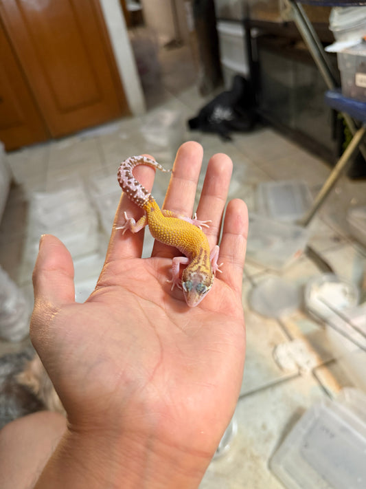 GECKO LEOPARDO RAPTOR INCUBADO PARA MACHO 126