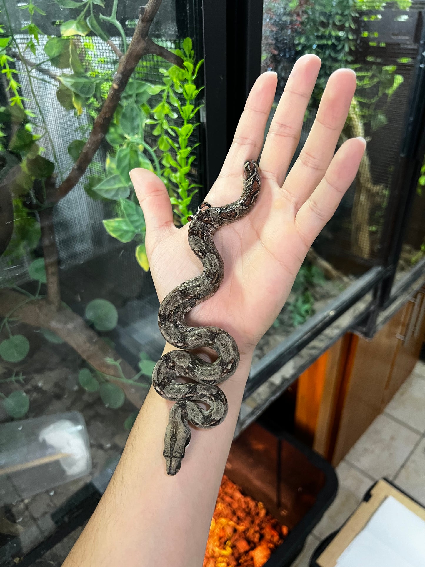 BOA MEXICANA LOCALIDAD VERACRUZ HEMBRA  88