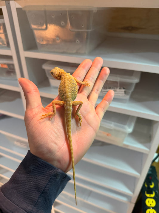 DRAGÓN BARBUDO CITRUS HYPO LEATHERBACK TRANSLUCENT