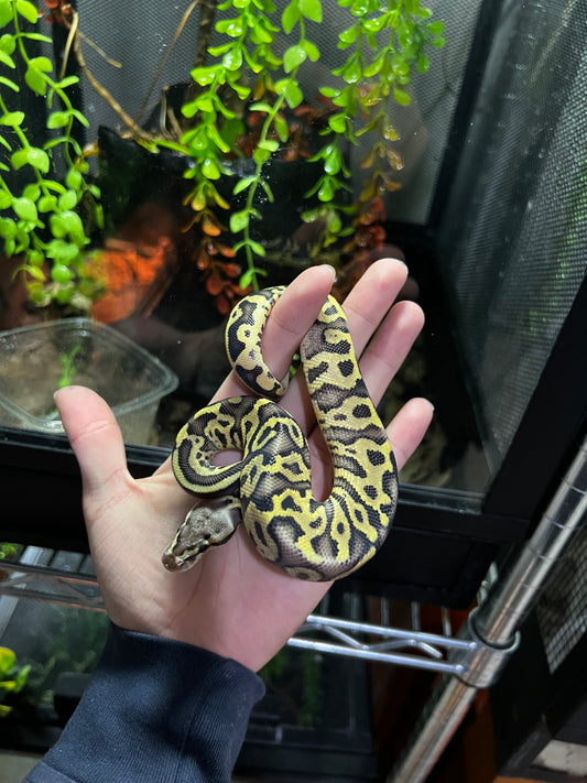 MOJAVE PASTEL HGW MACHO 38