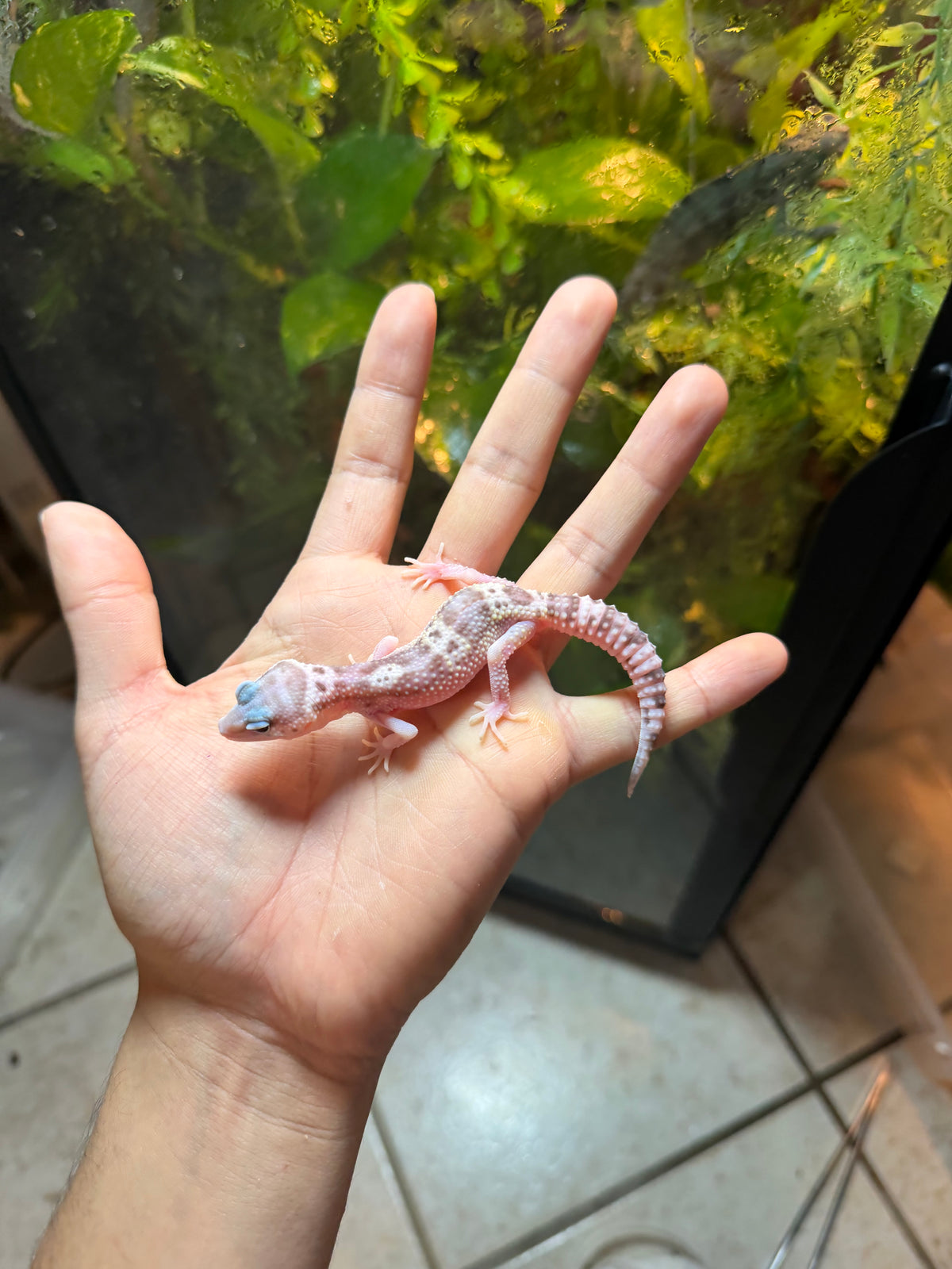 GECKO LEOPARDO MACK SNOW RAPTOR HET BLIZZARD INCUBADO PARA HEMBRA 137