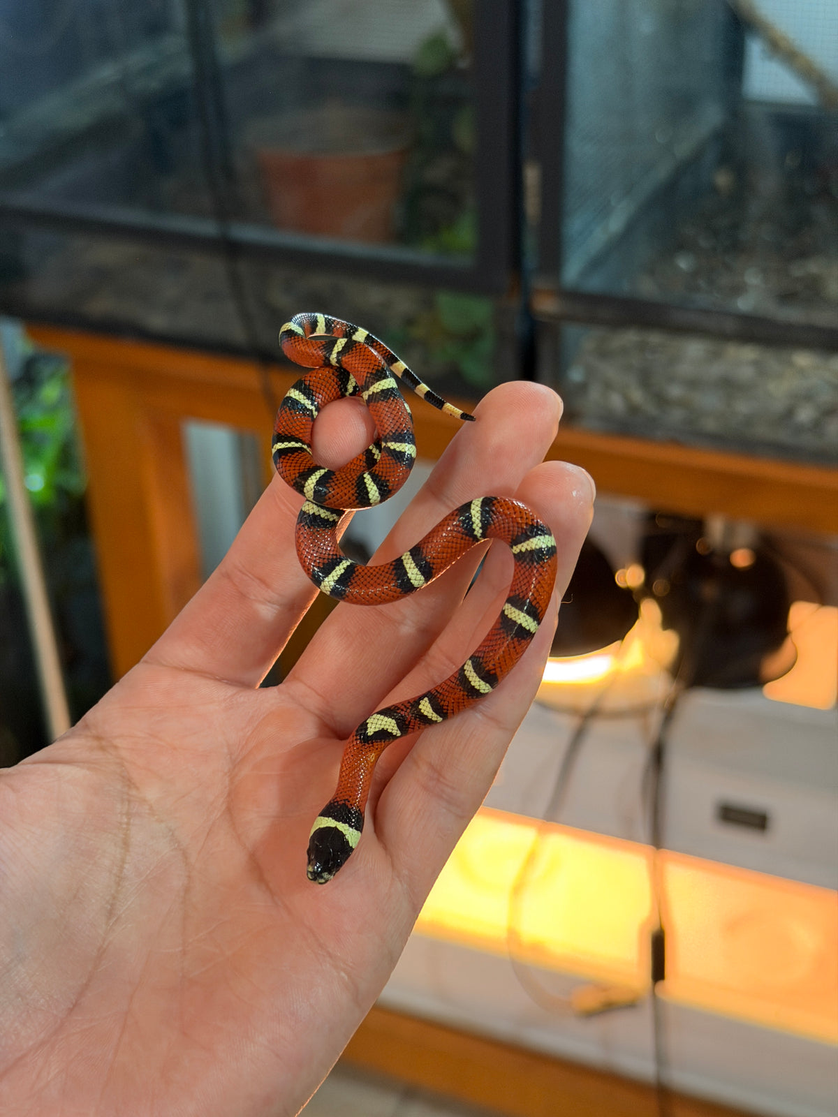 FALSA CORAL NELSON X HONDURAS HEMBRA