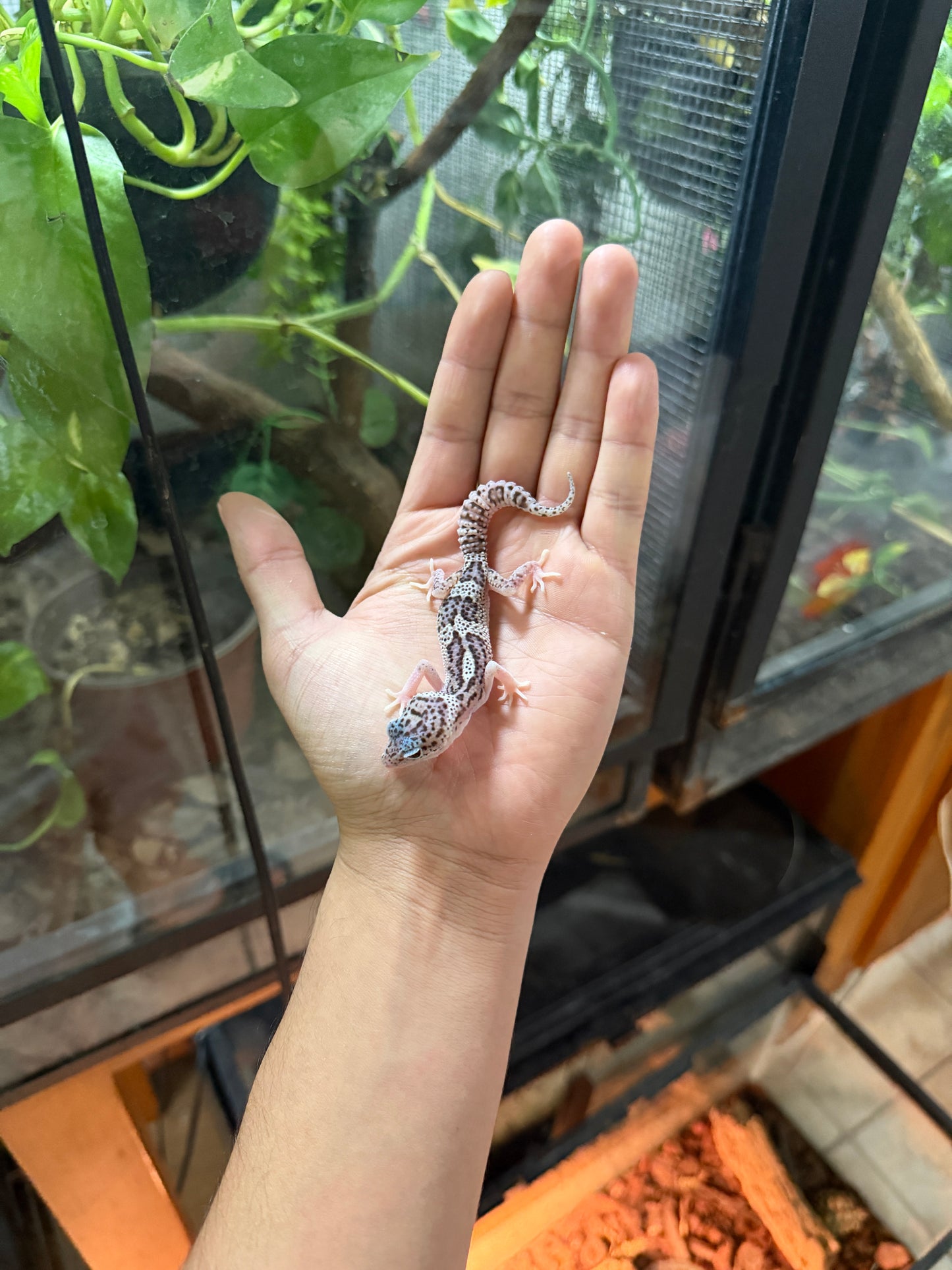 GECKO LEOPARDO MACK SNOW HET RADAR POSS HET BLIZZARD