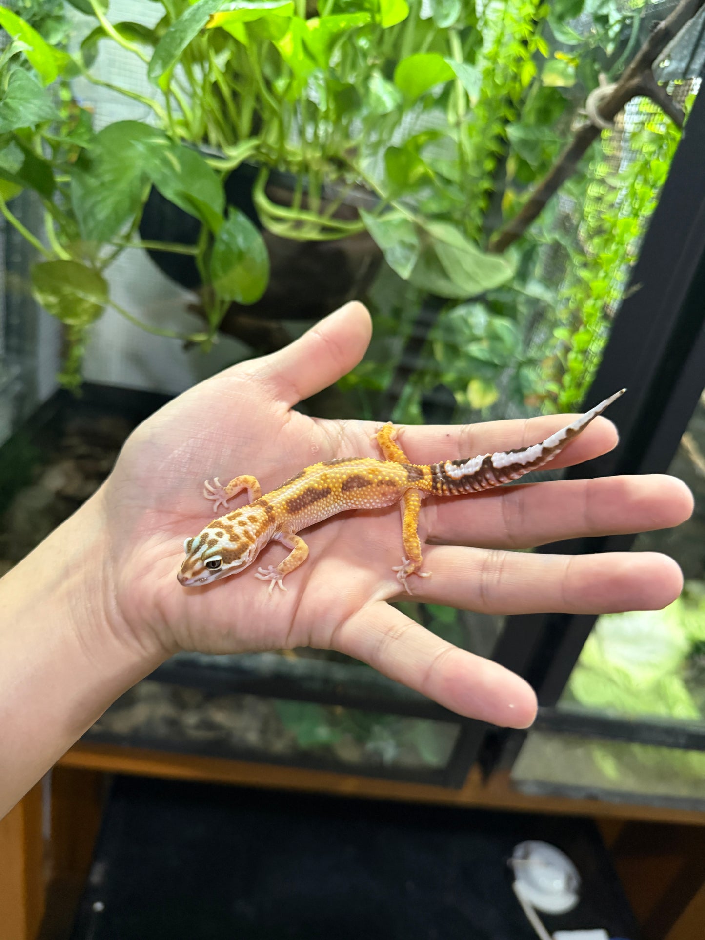 Gecko leopardo JUNGLE 33