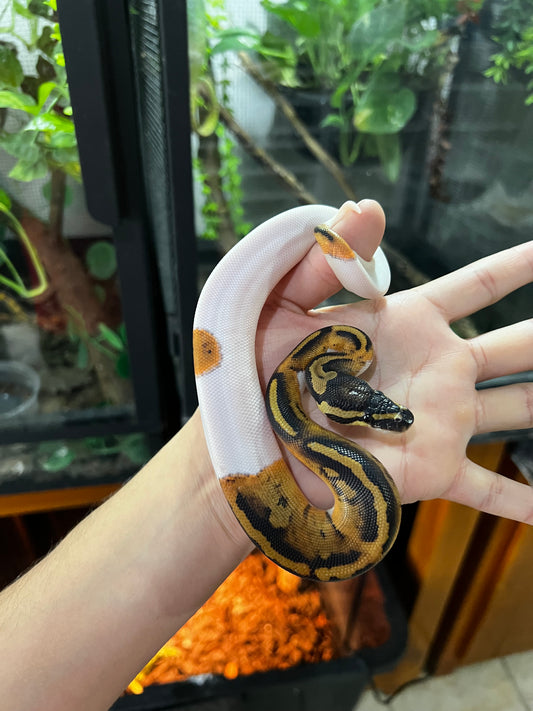 PIED HEMBRA 83