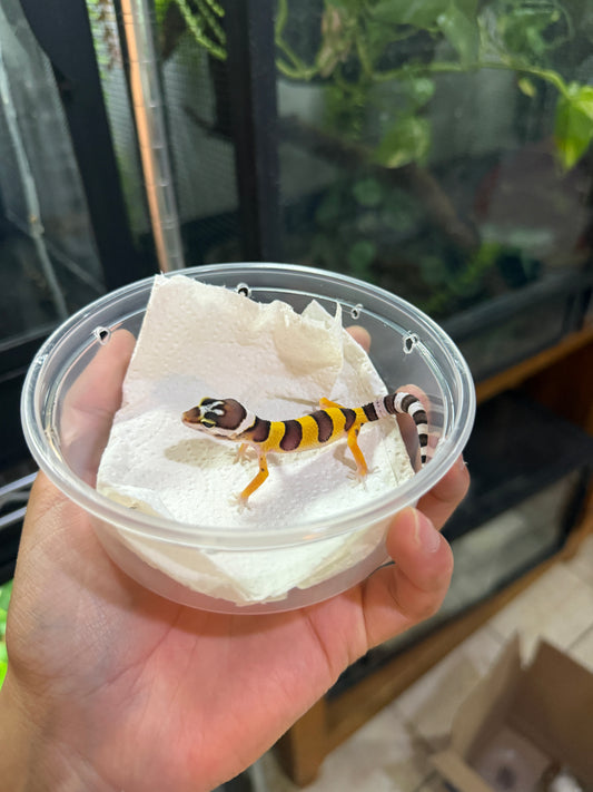 GECKO LEOPARDO NOMINAL HET ALBINO TANGERINE 5