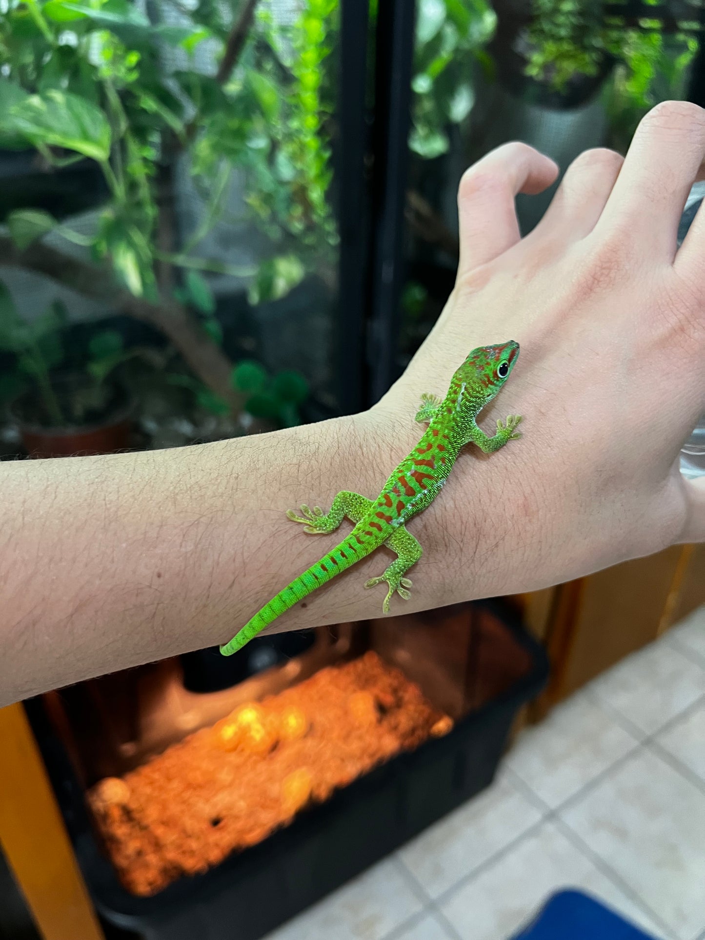 GECKO GIGANTE DE MADAGASCAR CHICO
