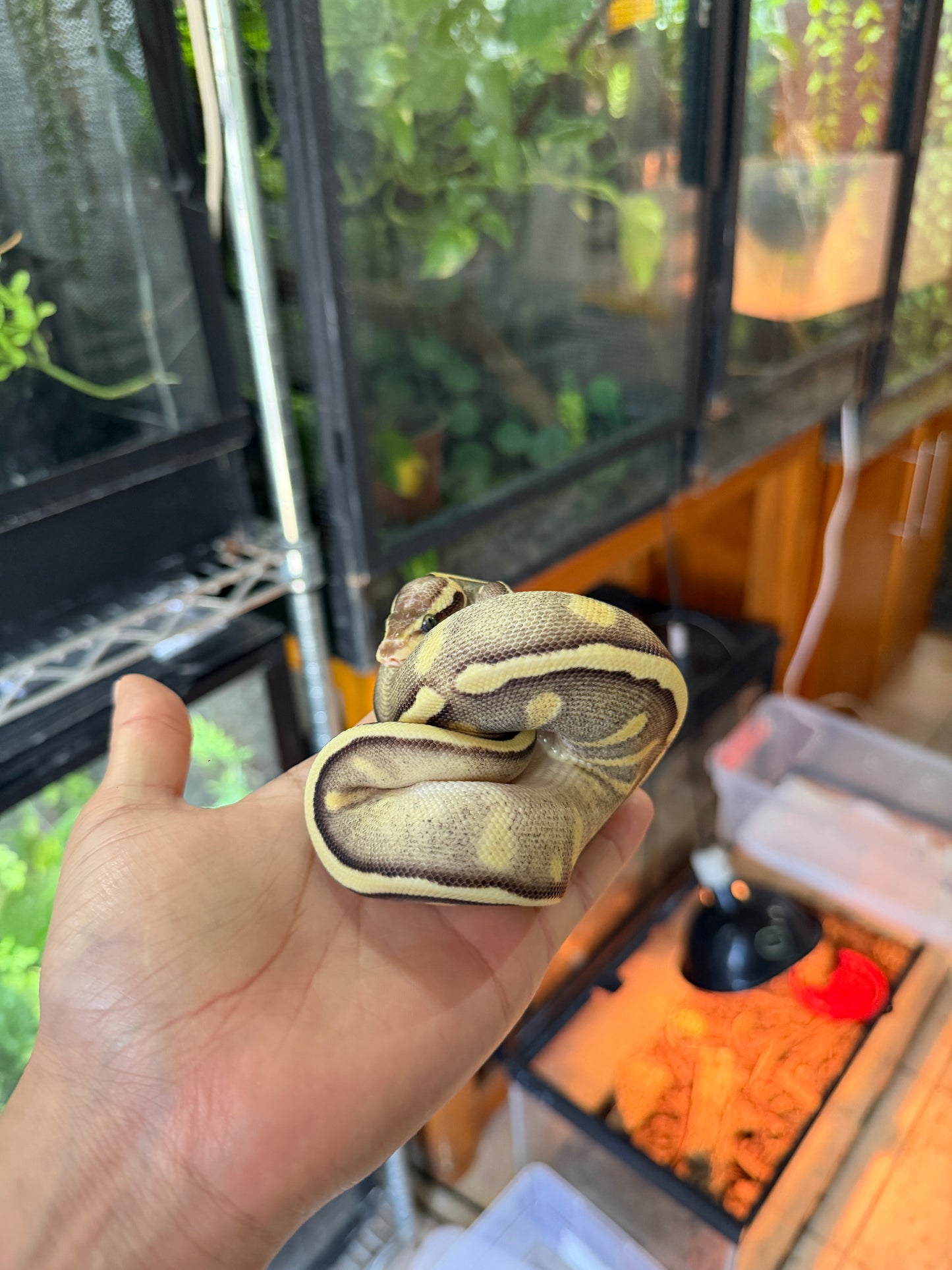 PITÓN BOLA GHI MOJAVE PASTEL YB/SPECTER HEMBRA. (CON MICROCHIP)