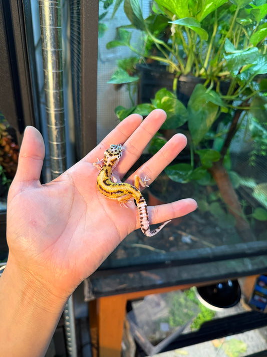 GECKO LEOPARDO HY HET TREMPER 099