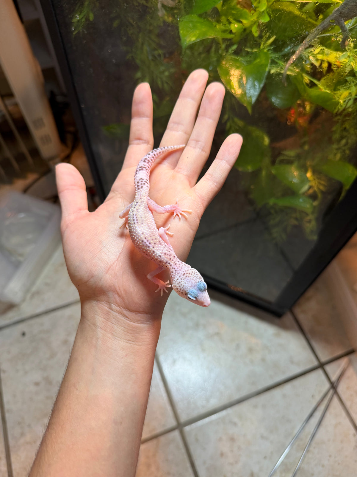 GECKO LEOPARDO MACK SNOW HET TREMPER  INCUBADO PARA HEMBRA 118