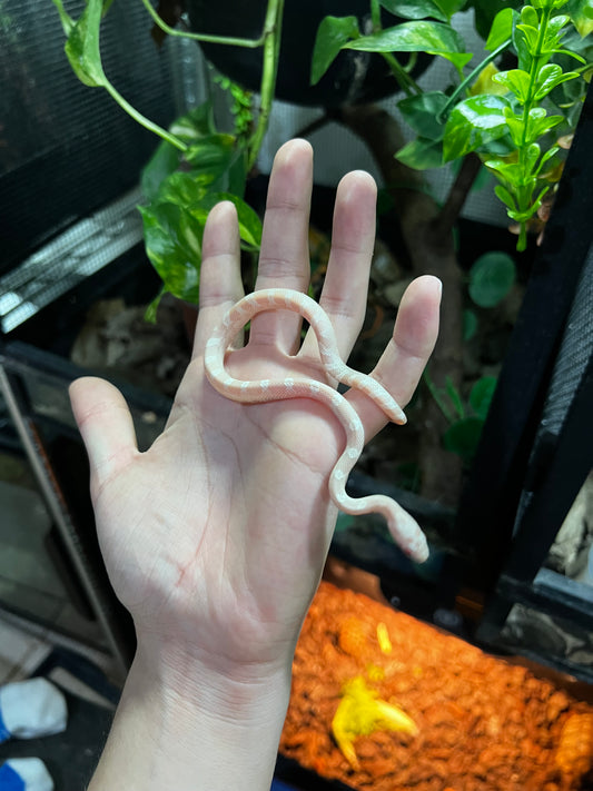 SERPIENTE MAICERA SNOW MACHO 36