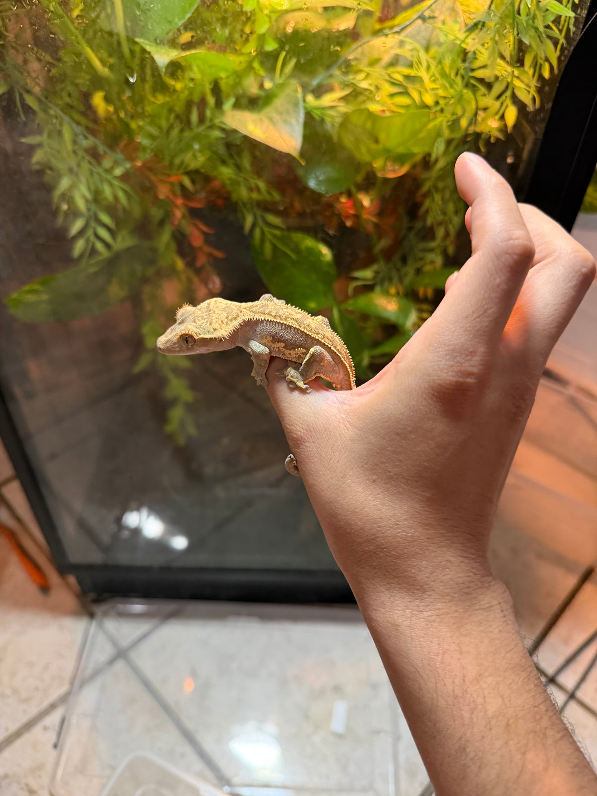 GECKO CRESTADO YELLOW HARLEQUIN JUVENIL 4