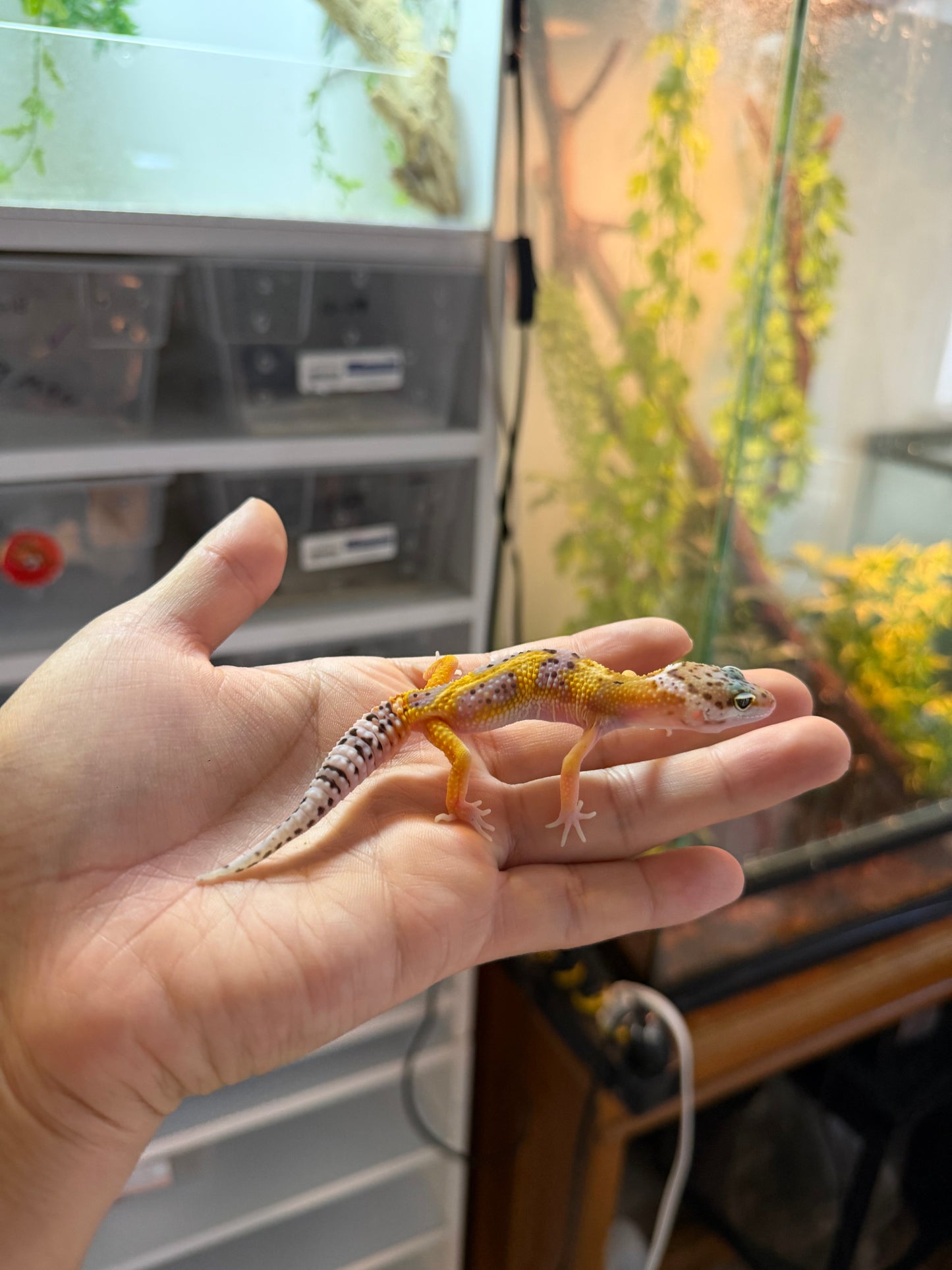 GECKO LEOPARDO HIGH YELLOW HET RAINWATER 2