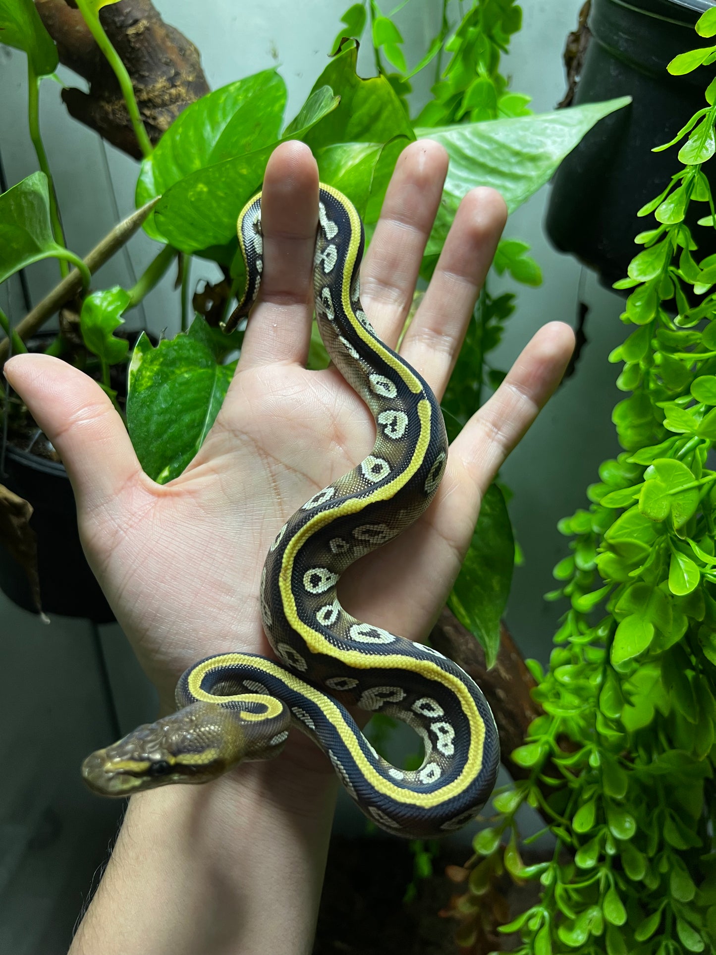 MOJAVE CYPRESS HEMBRA 92