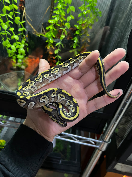 MOJAVE HEMBRA 60