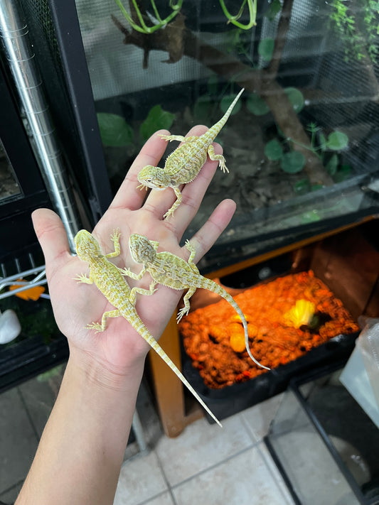 DRAGÓN BARBUDO CITRUS