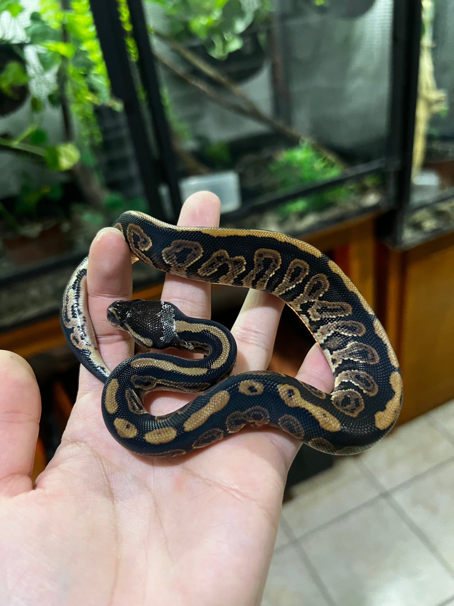 BLACK PASTEL HEMBRA 59