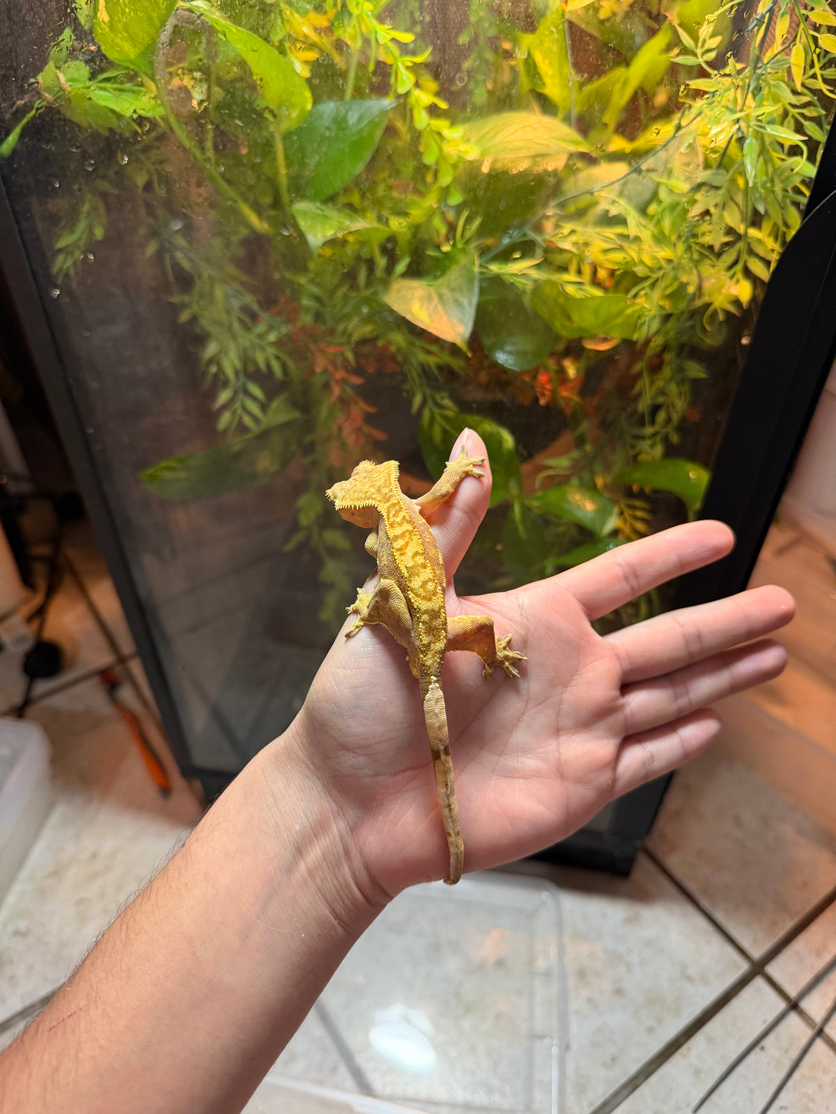 GECKO CRESTADO YELLOW HARLEQUIN JUVENIL 3