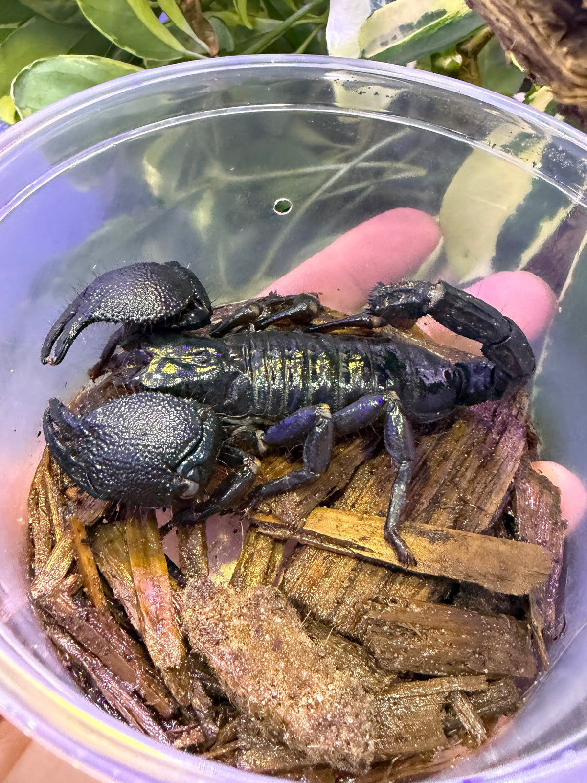 ESCORPIÓN EMPERADOR