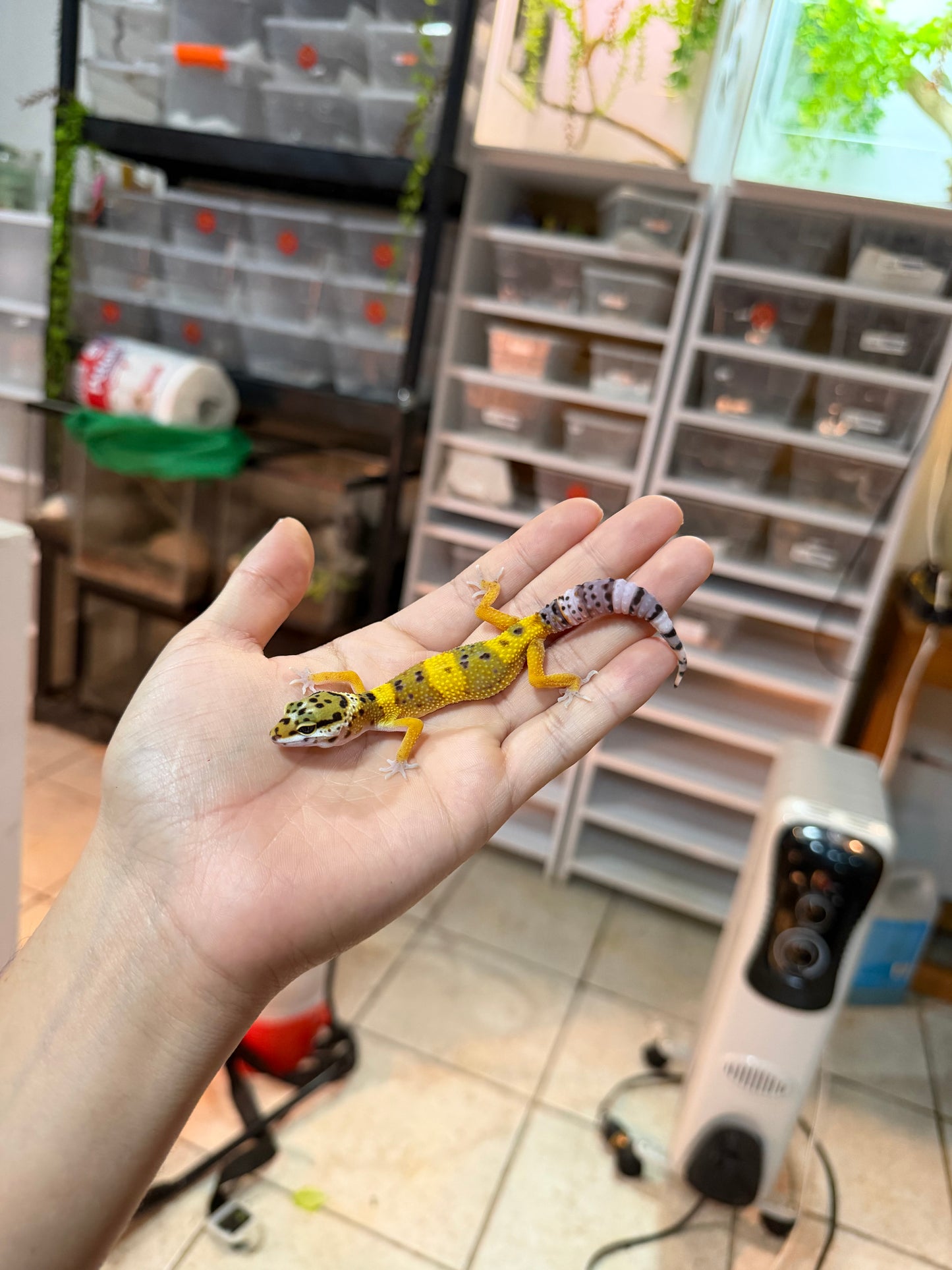 GECKO LEOPARDO HIGH YELLOW HEMBRA 091