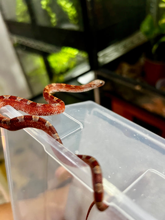 SERPIENTE MAICERA BLOOD RED PIEDSIDE HEMBRA 5