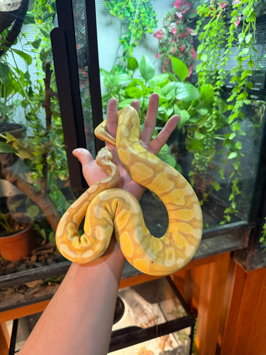 PITÓN BOLA BANANA ENCHI PASTEL MACHO ADULTO 2024