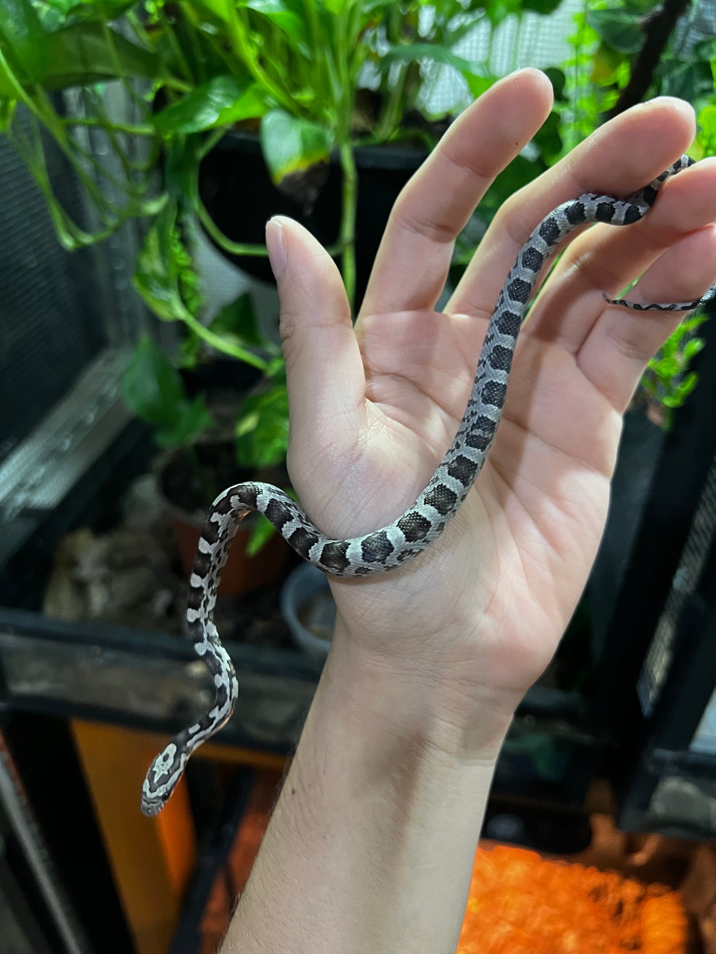 SERPIENTE MAICERA ANERY HEMBRA 24