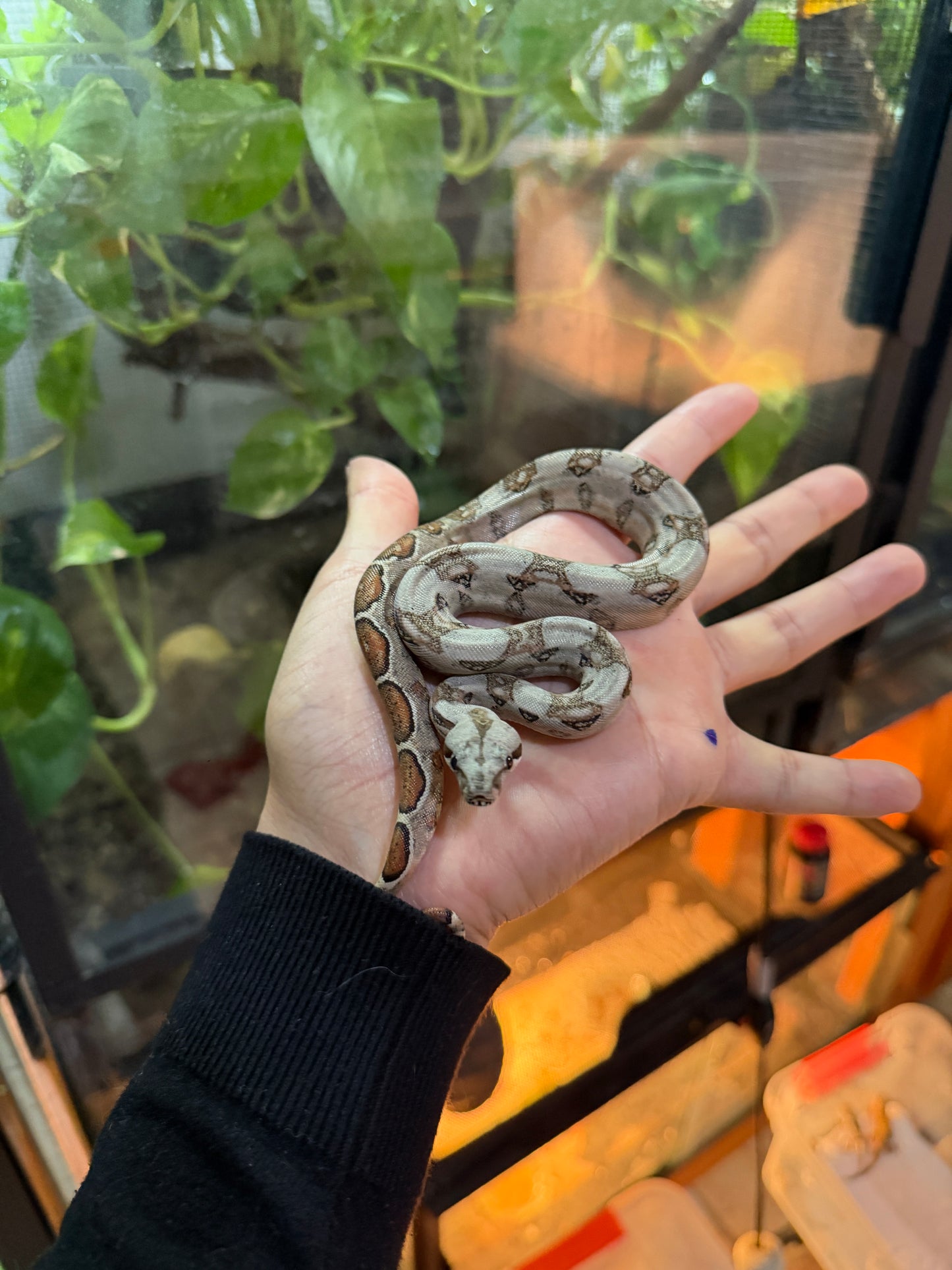 BOA MEXICANA LOCALIDAD SONORA MACHO SH6