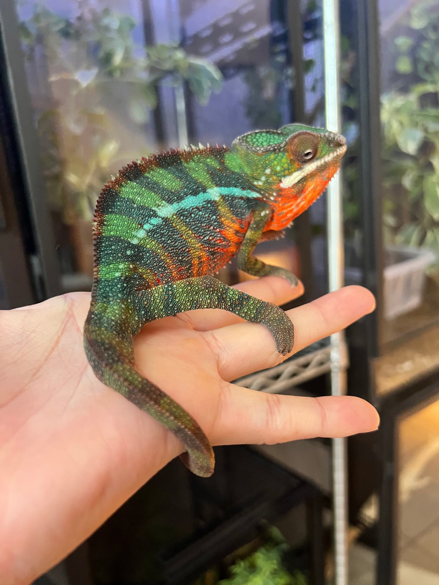 CAMALEÓN PANTERA RBBB