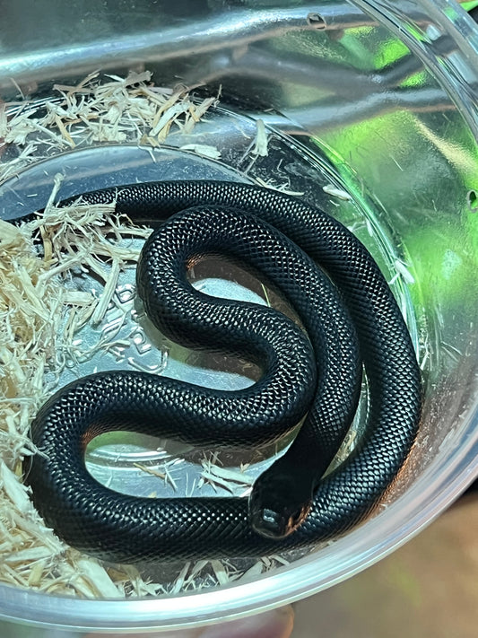 REY NEGRA MEXICANA CBB 44