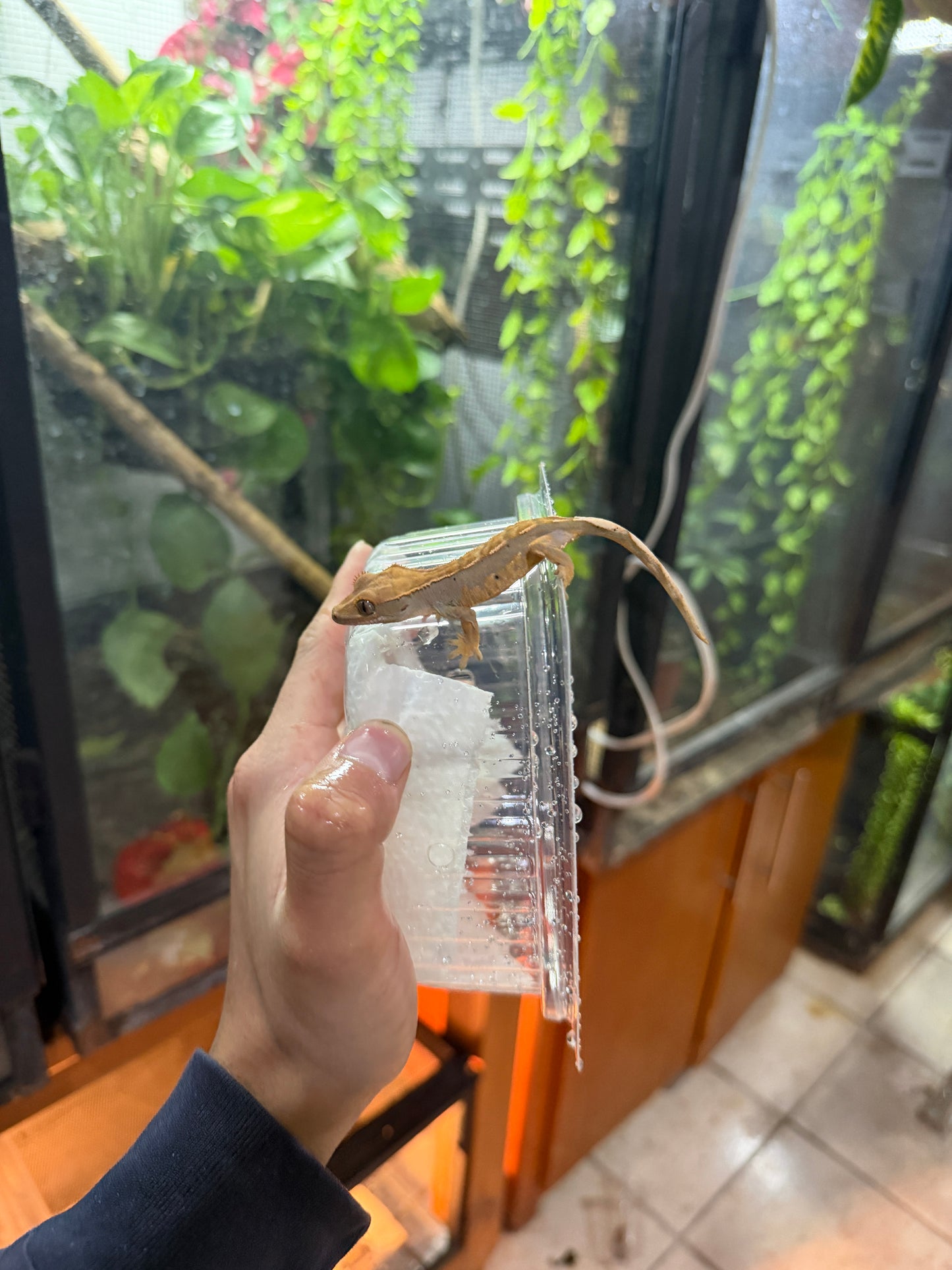 GECKO CRESTADO