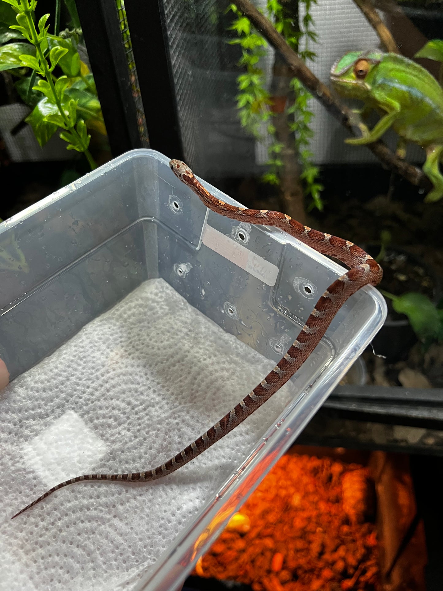 SERPIENTE MAICERA MIAMI HEMBRA 7
