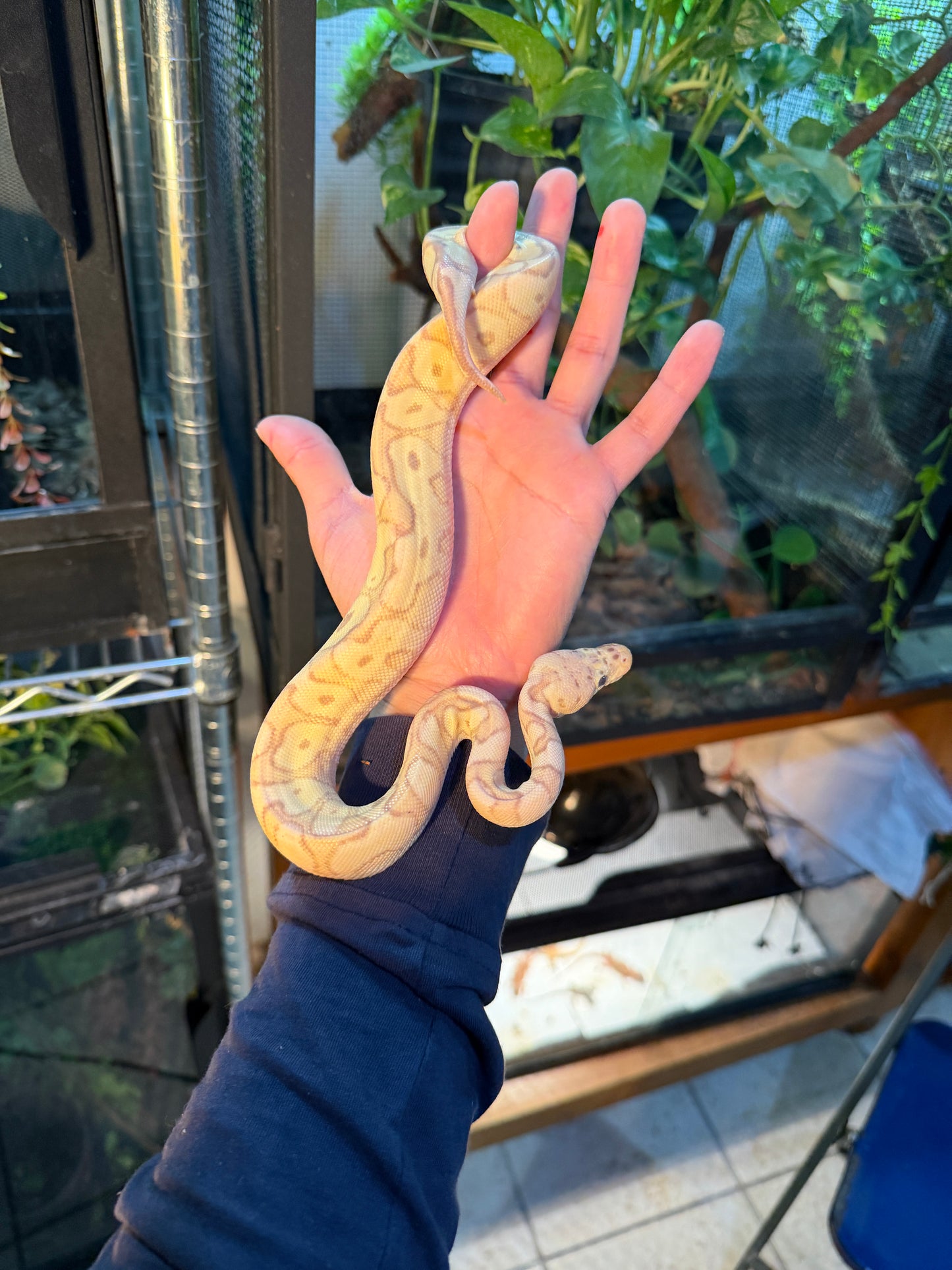 CLOWN BANANA PASTEL YELLOWBELLY MACHO