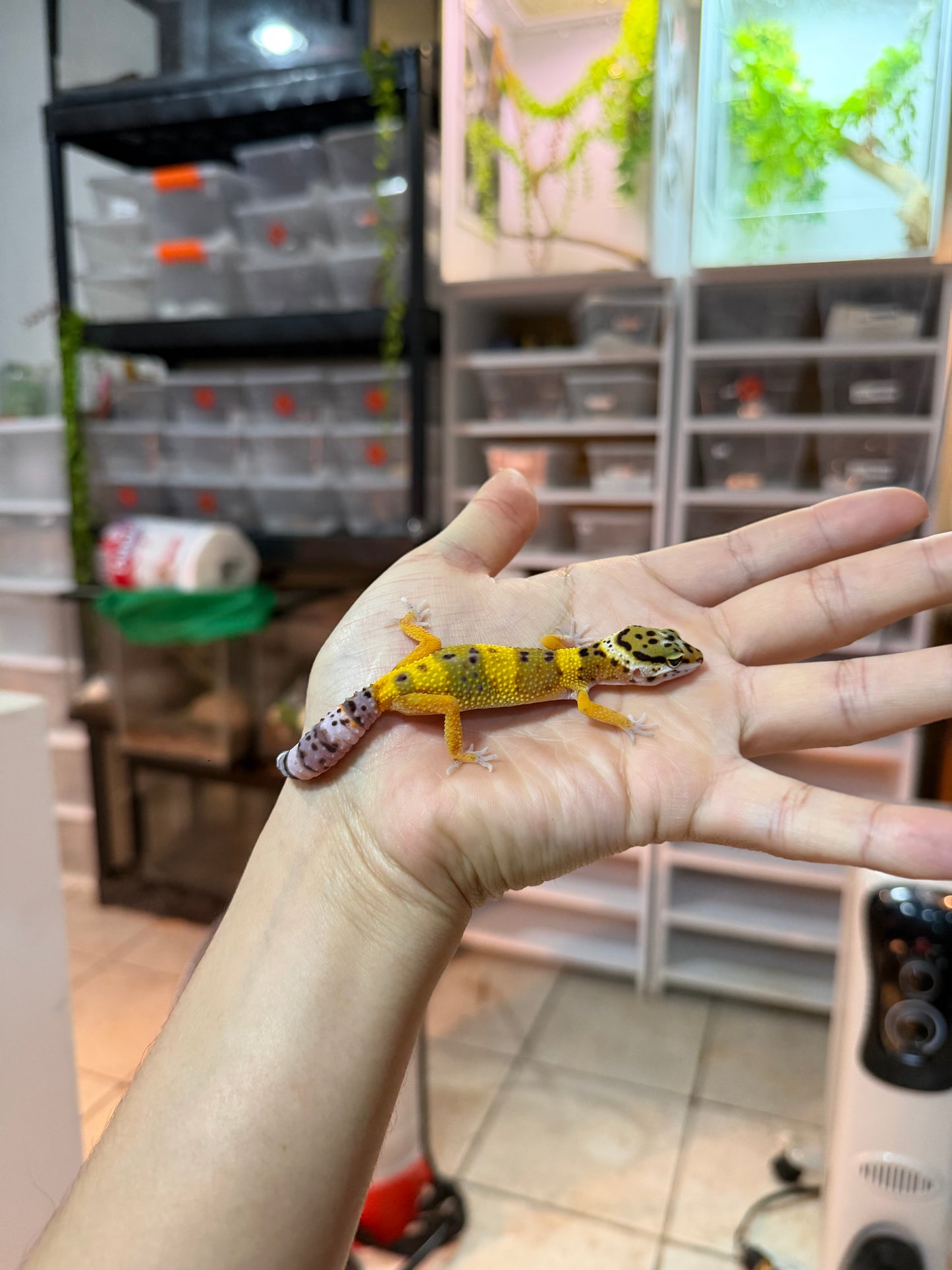 GECKO LEOPARDO HIGH YELLOW HEMBRA 091