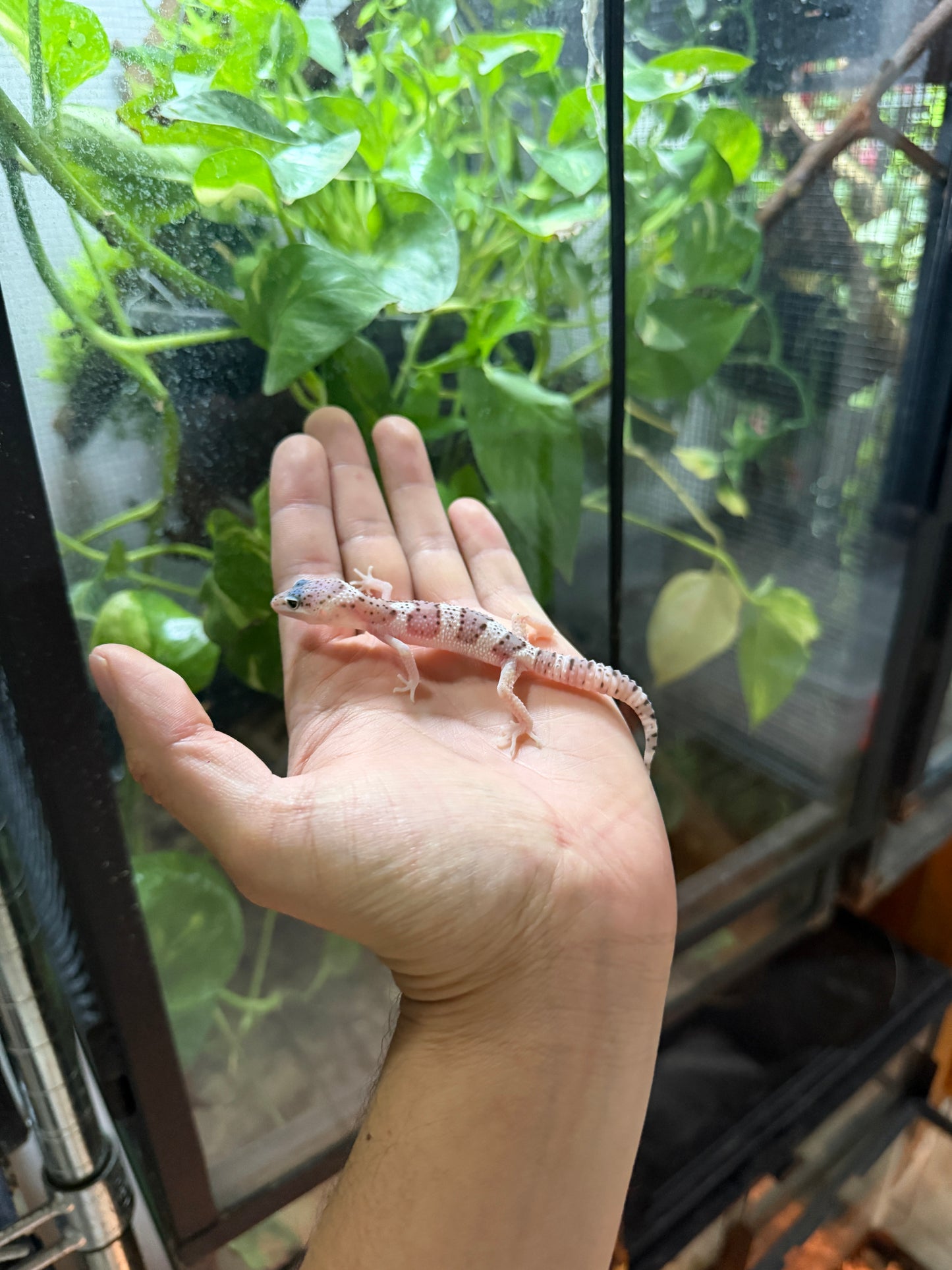 GECKO LEOPARDO MACK SNOW HET RADAR POSS HET BLIZZARD