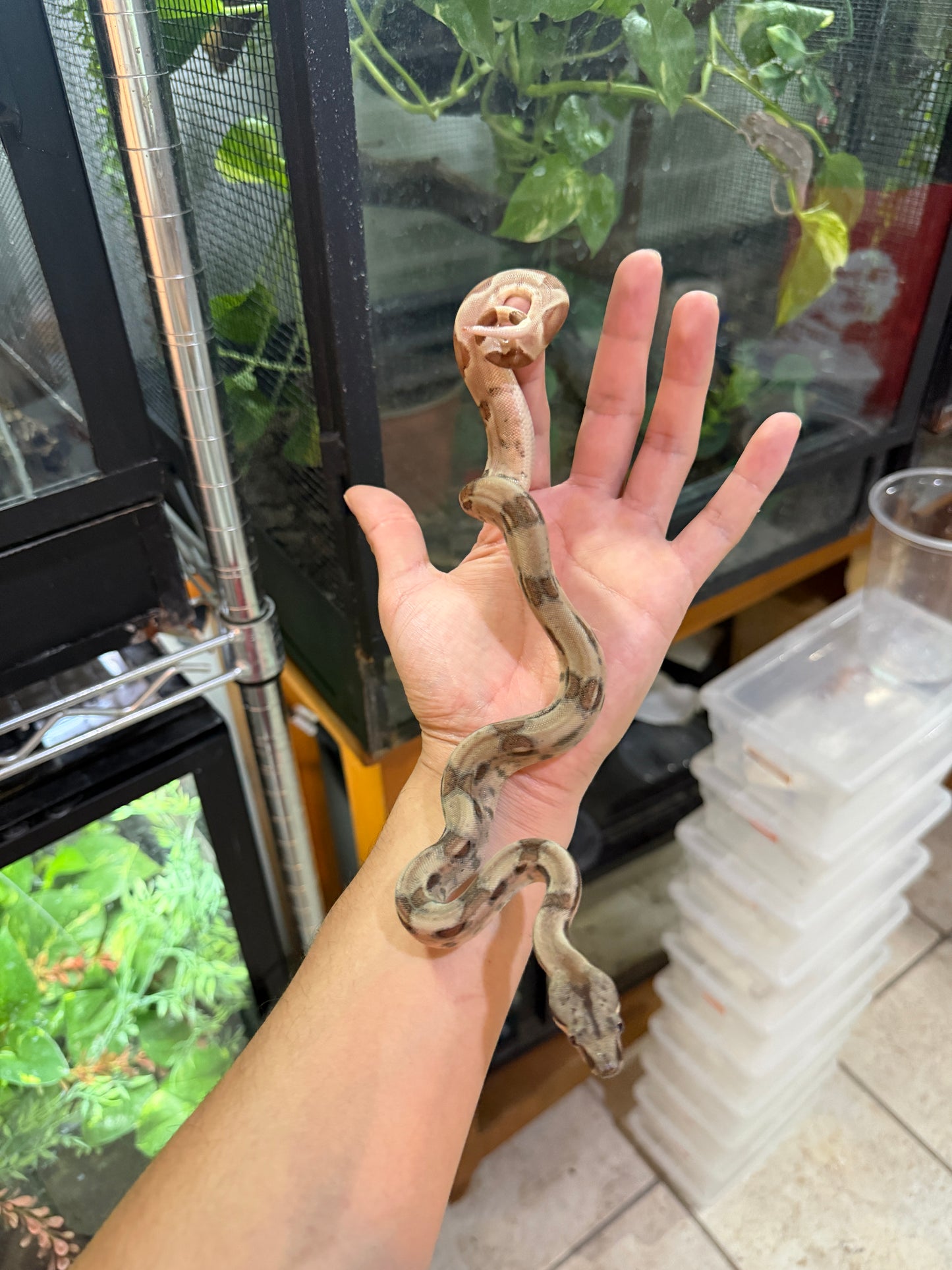 BOA COLOMBIANA Hypo poss
Super Hypo Het Anery 50%
Het Albino Khal Macho