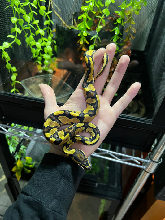 ORANGE DREAM YELLOW BELLY MACHO 61