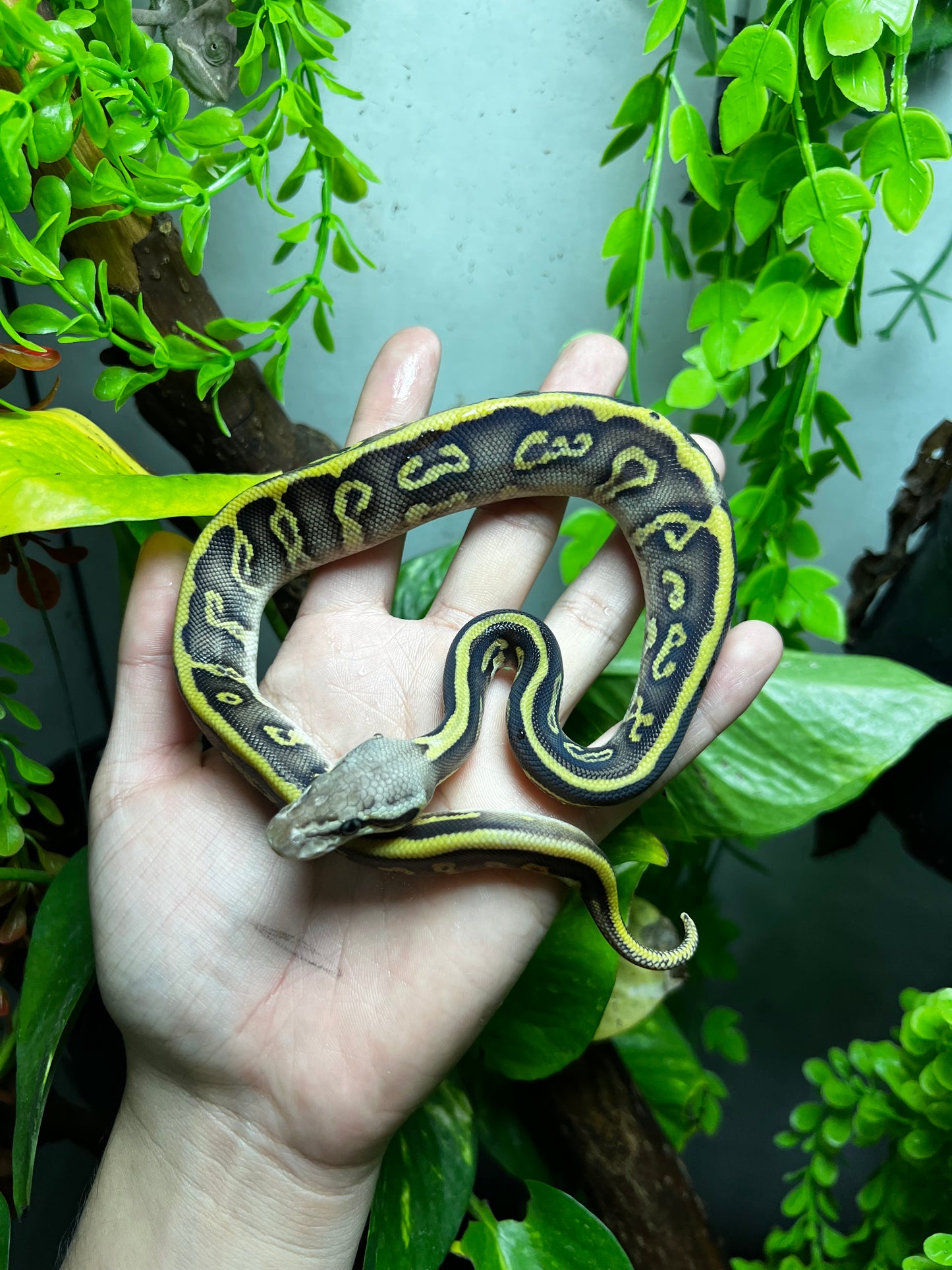 PASTEL LEOPARD MOJAVE HET CLOWN MACHO 94