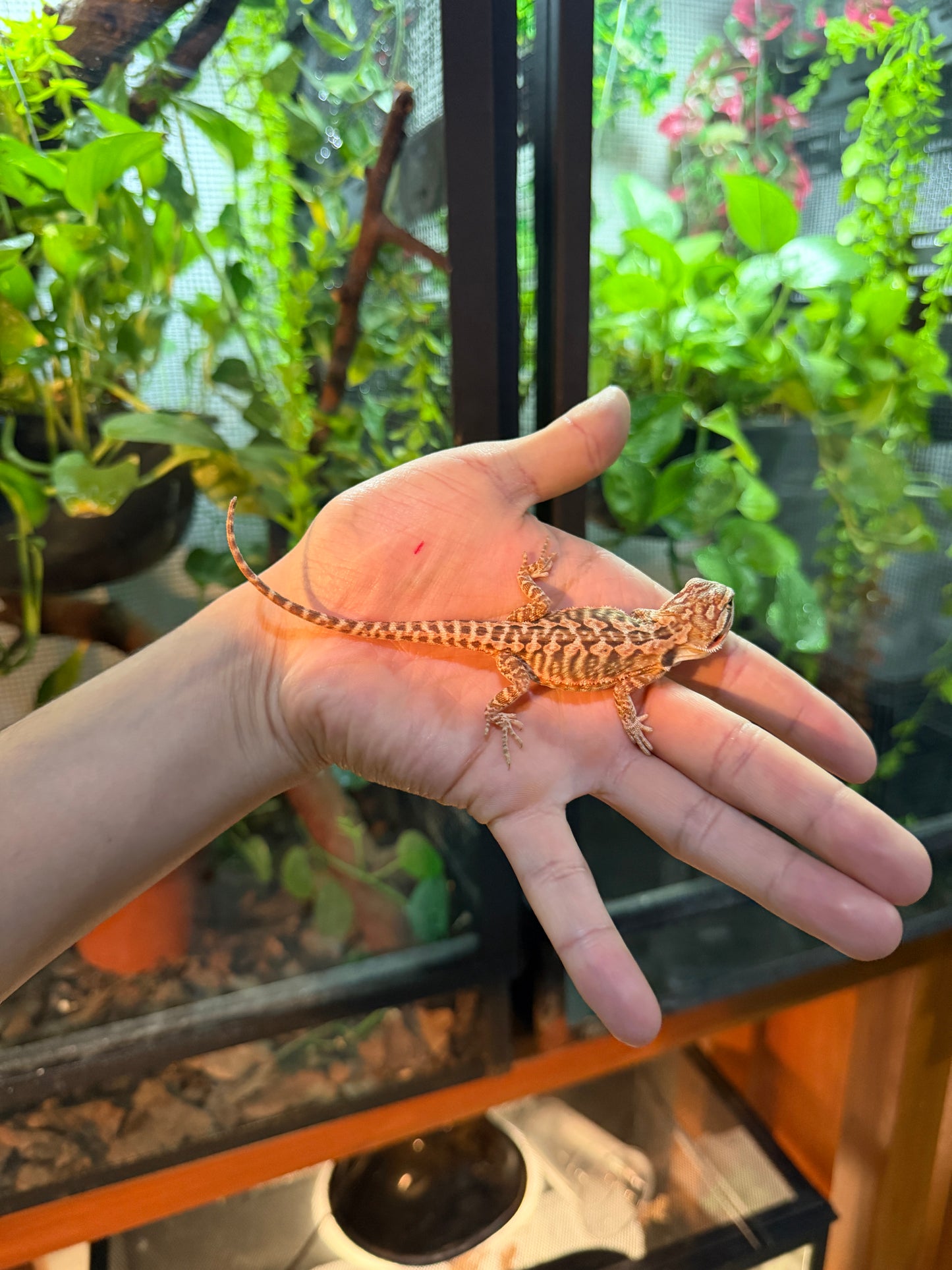 DRAGÓN BARBUDO HYPO LEATHERBACK 8