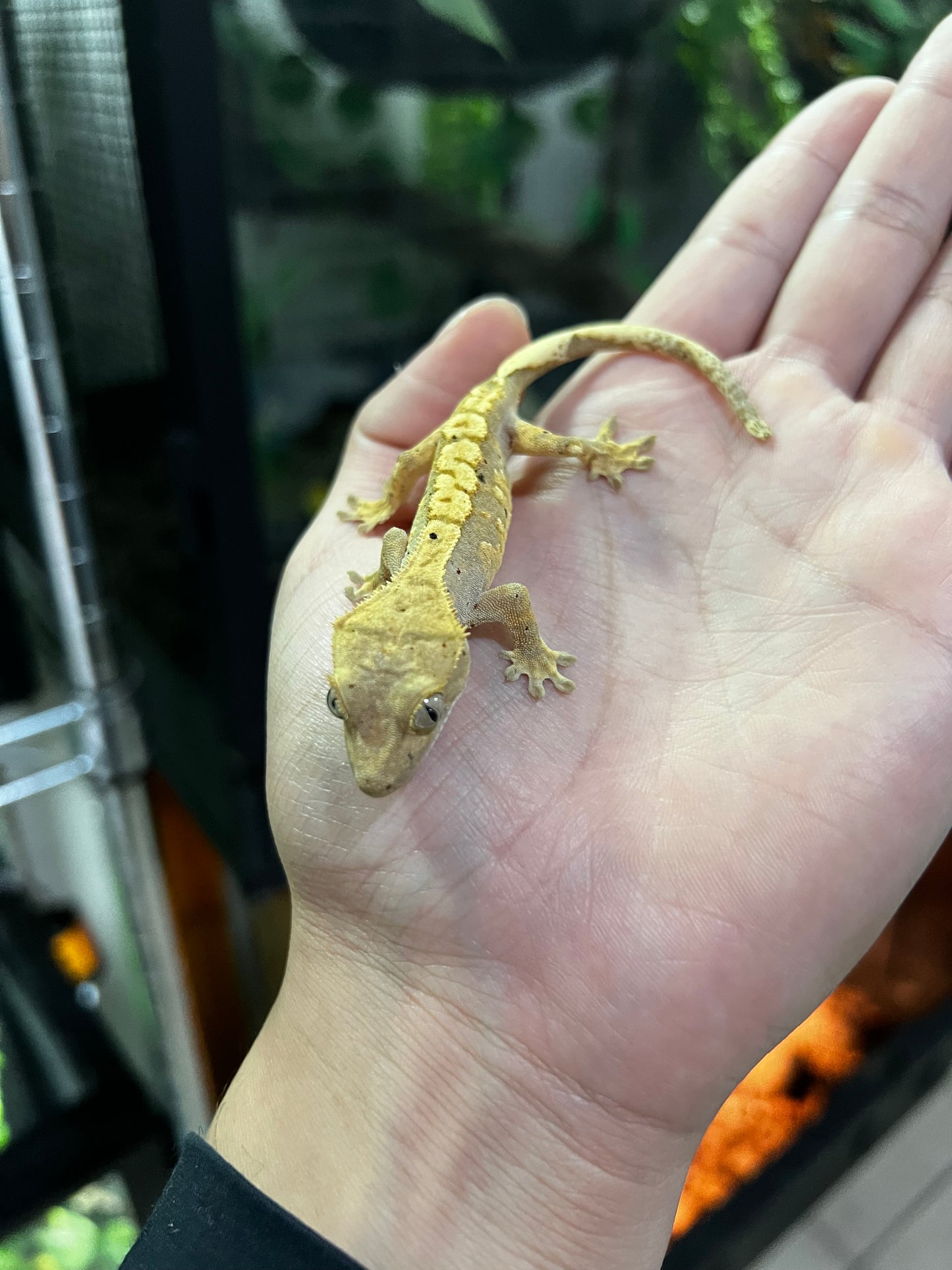 GECKO CRESTADO Harleyqueen dalmatian