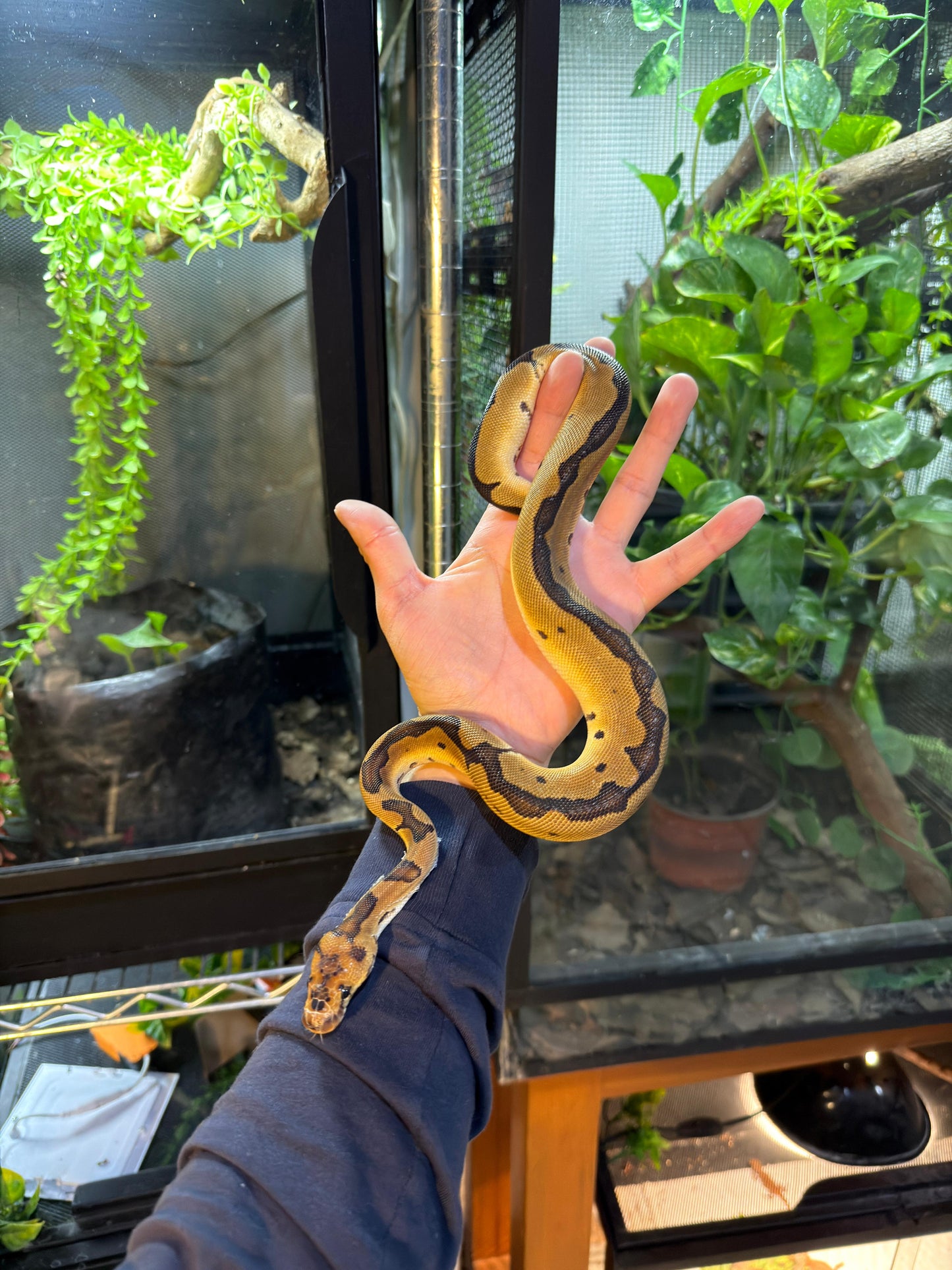 PITÓN BOLA CLOWN HEMBRA 2