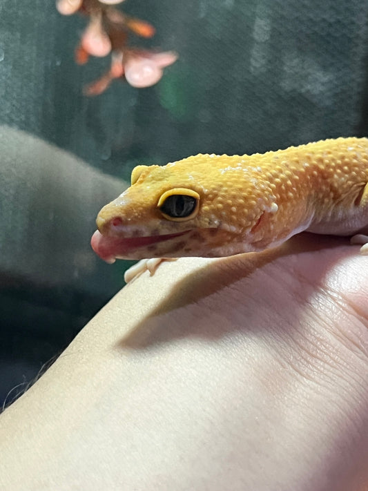 SÚPER HYPO TANGERINE HEMBRA 38