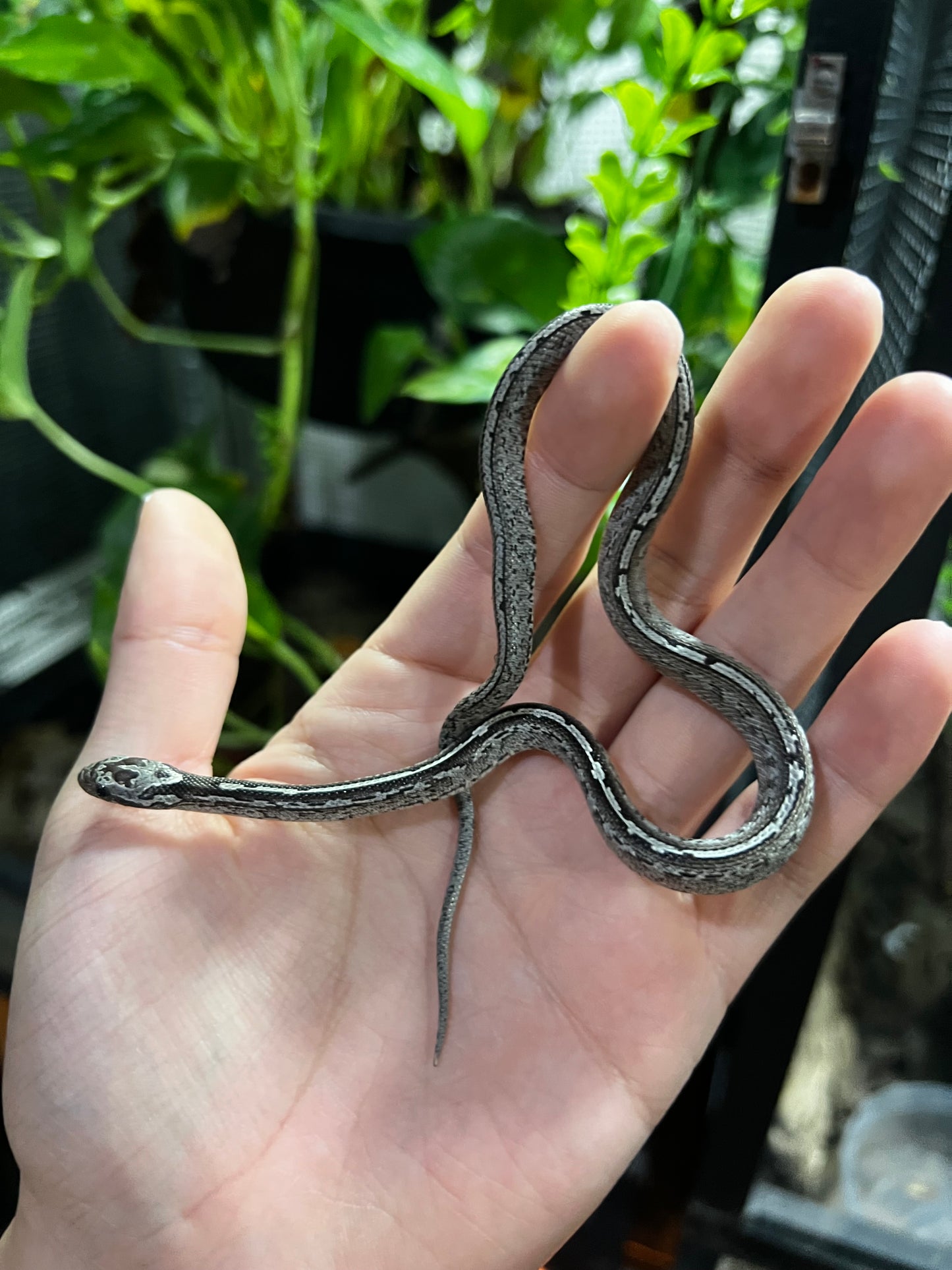 SERPIENTE MAICERA TESSERA GHOST HEMBRA 8